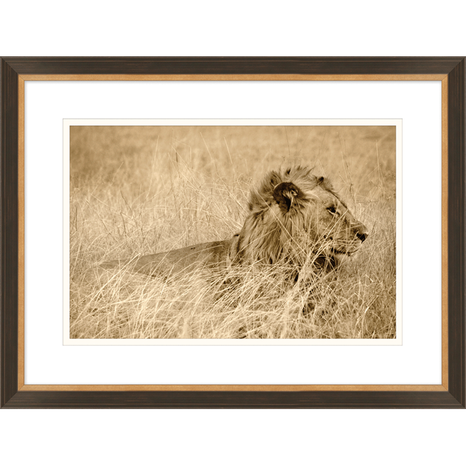 Grand Lion