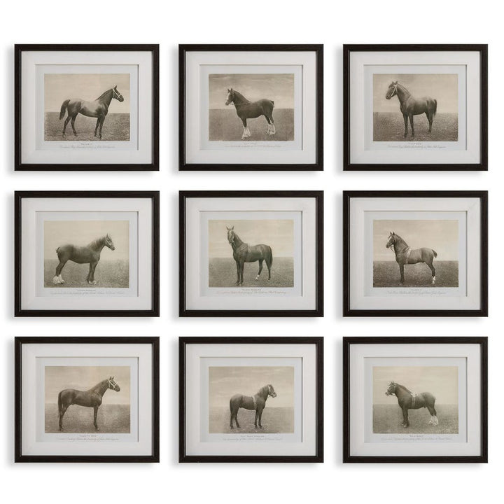 Equine Dynasty Framed Prints - Set of 9