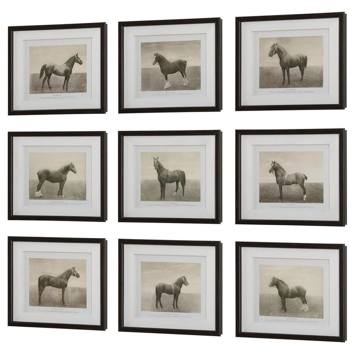 Equine Dynasty Framed Prints - Set of 9